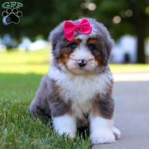 Sunny, Mini Bernedoodle Puppy